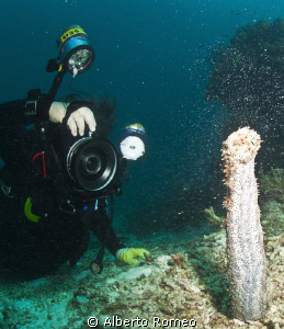 Sea cocumber "in erection" spowning.
This rare occurrenc... by Alberto Romeo 